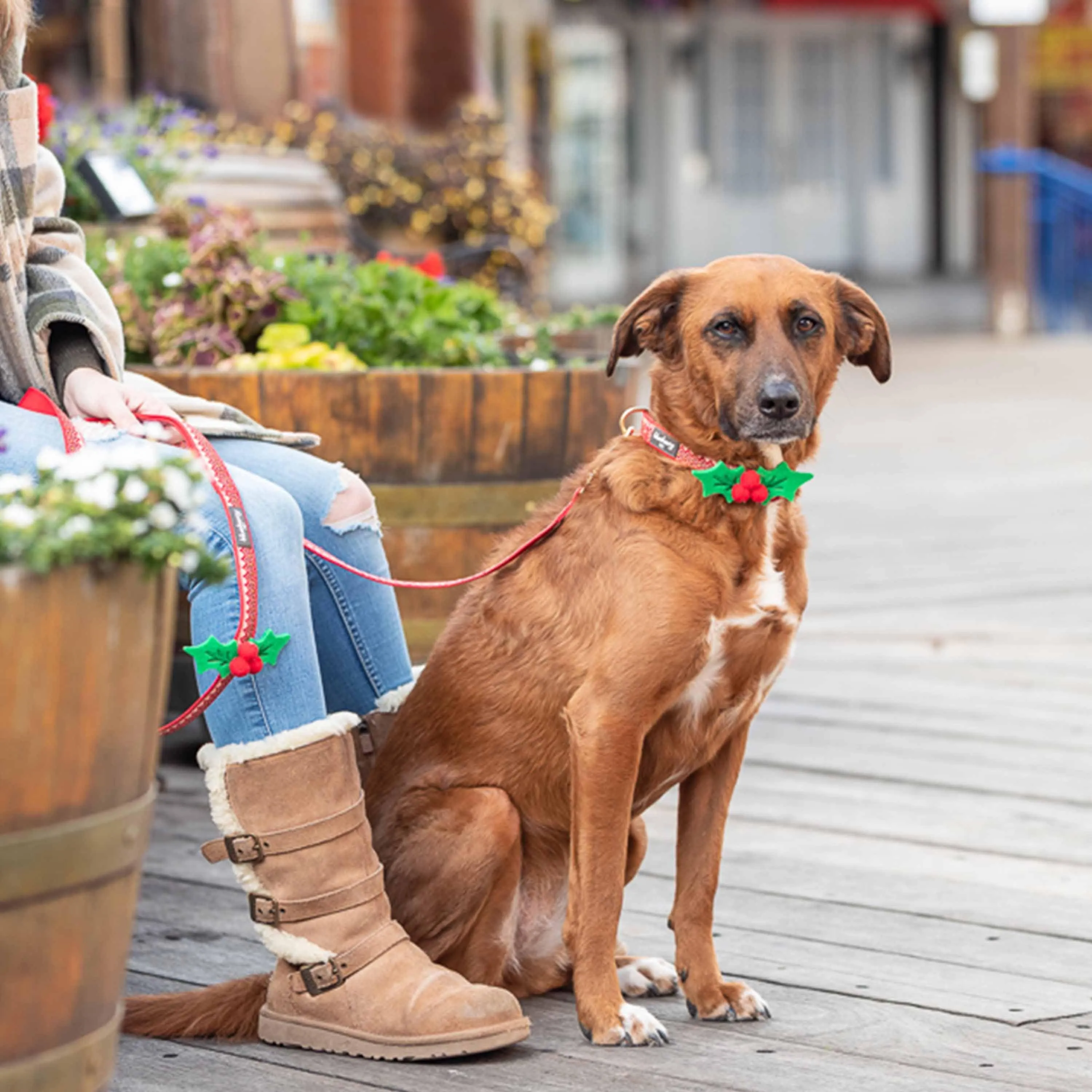 Christmas Dog Collar with Cute Décor