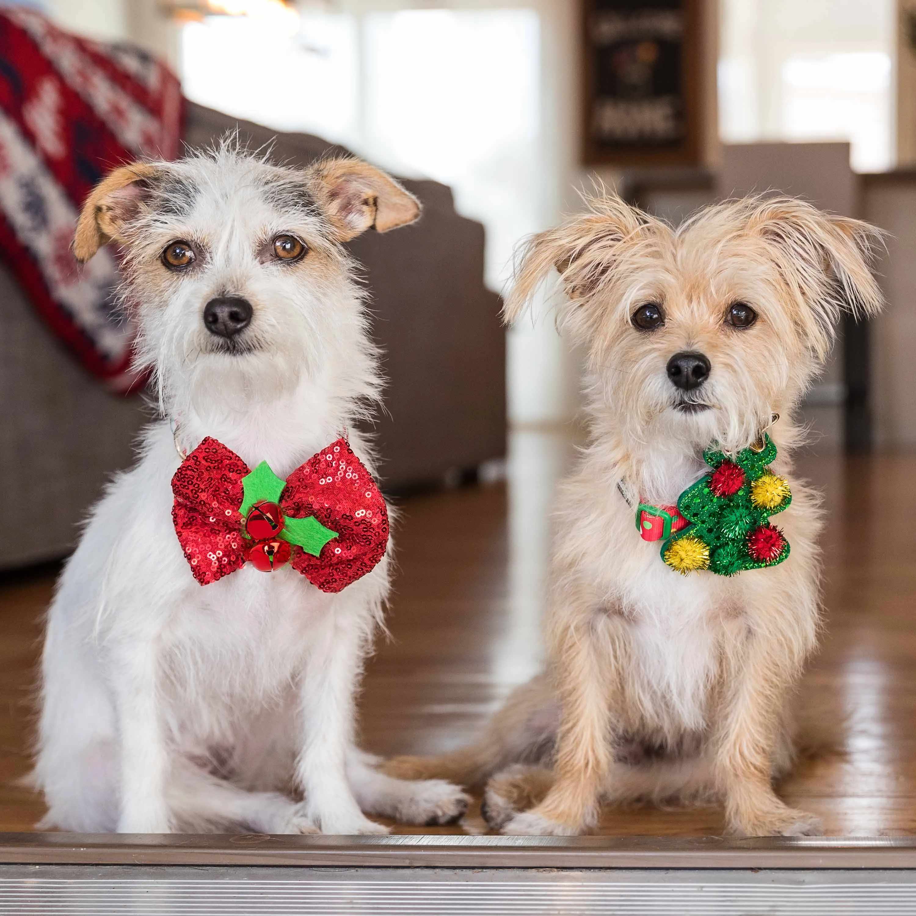 Christmas Dog Collar with Stunning Décor