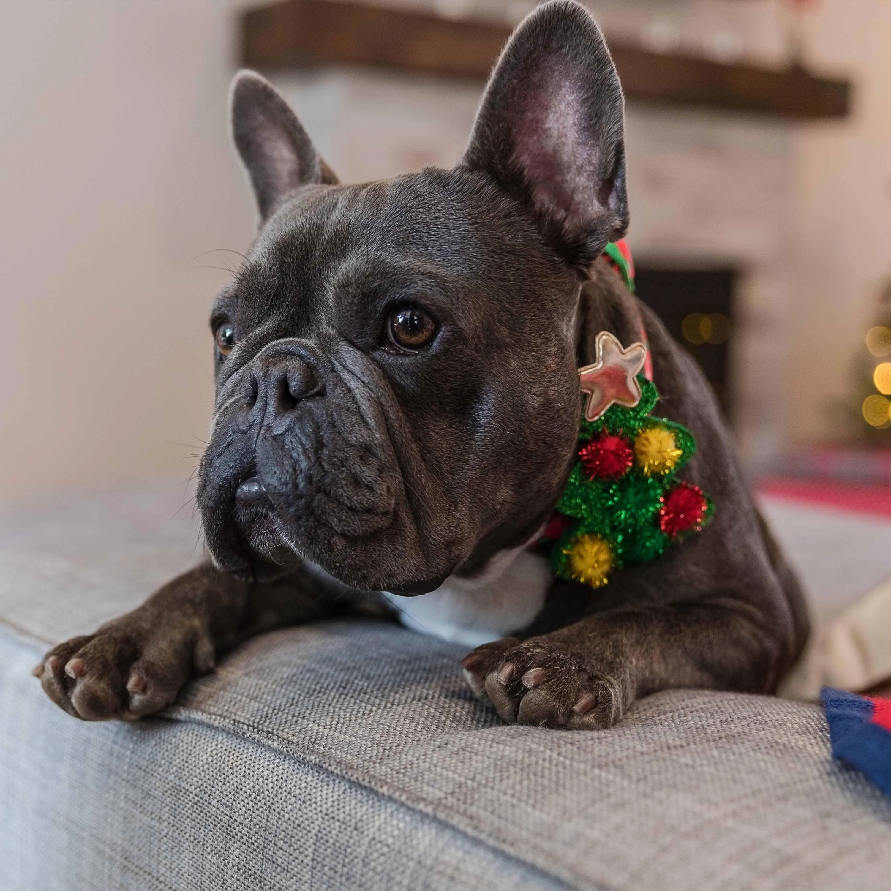 Christmas Dog Collar with Stunning Décor