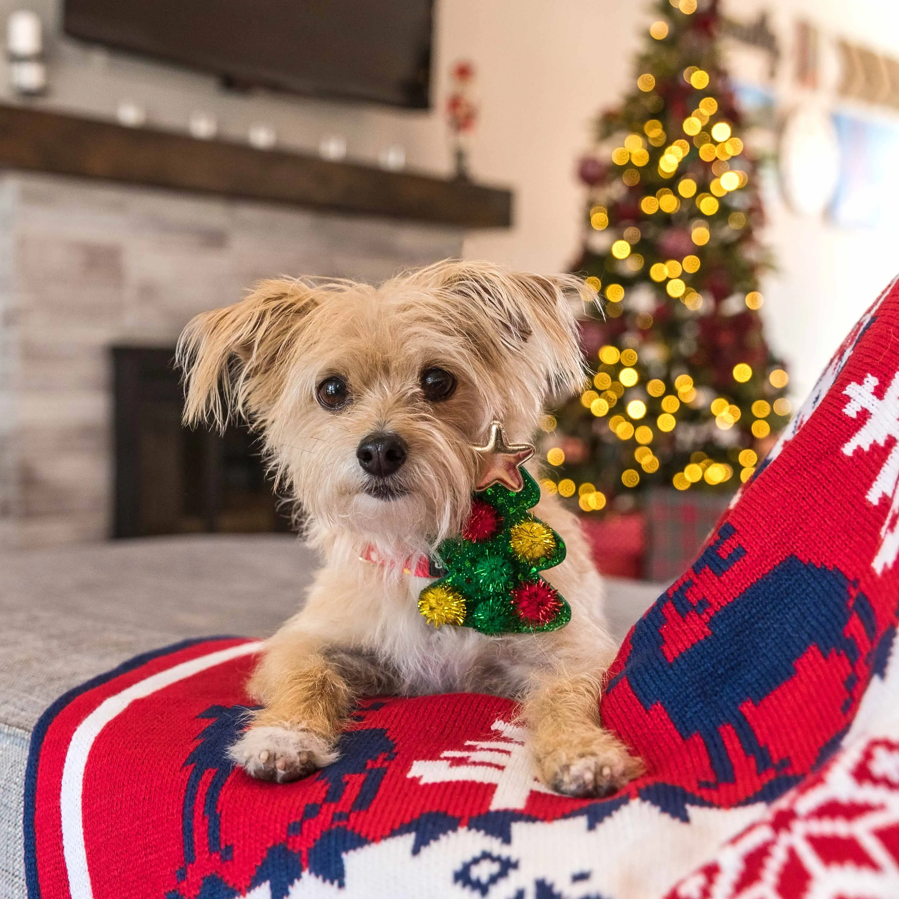 Christmas Dog Collar with Stunning Décor