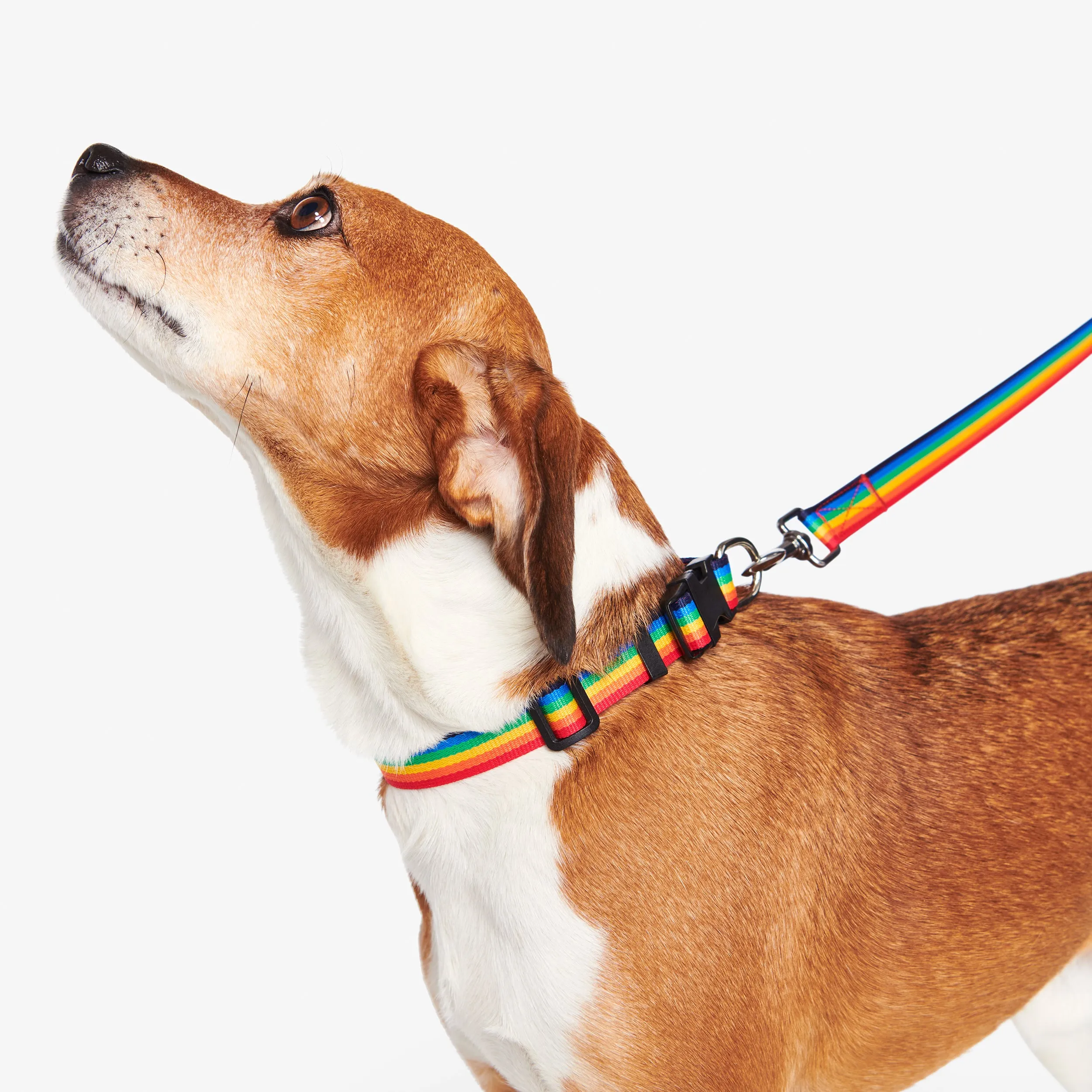 Clearance rainbow pet collar